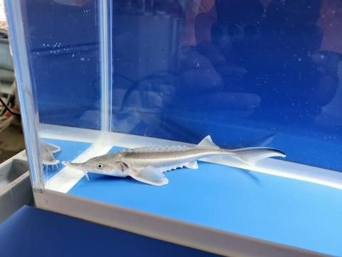  ٥ƥ  19cm2025.11.13ߡ