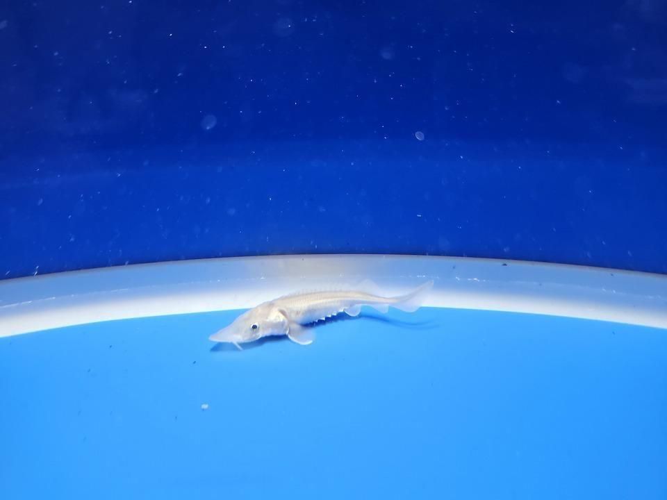  ٥ꥢ祦 6cm2025.11.13ߡ