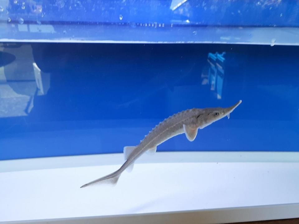 ٥ꥢ祦 17cm2025.05.08ߡ