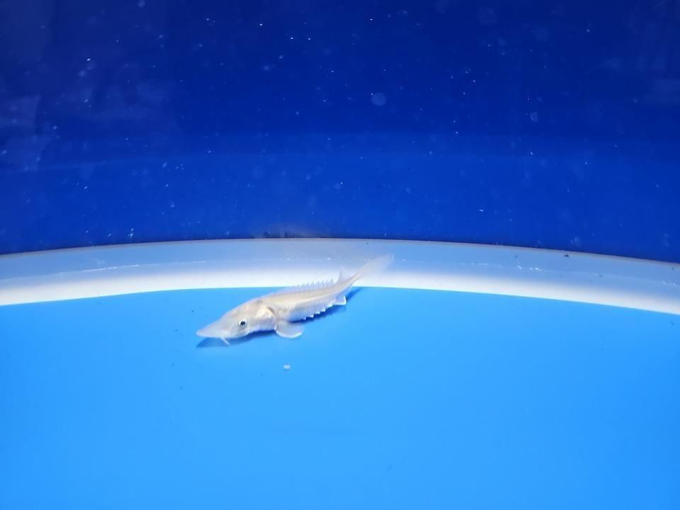  ٥ꥢ祦 6cm2025.11.13ߡ