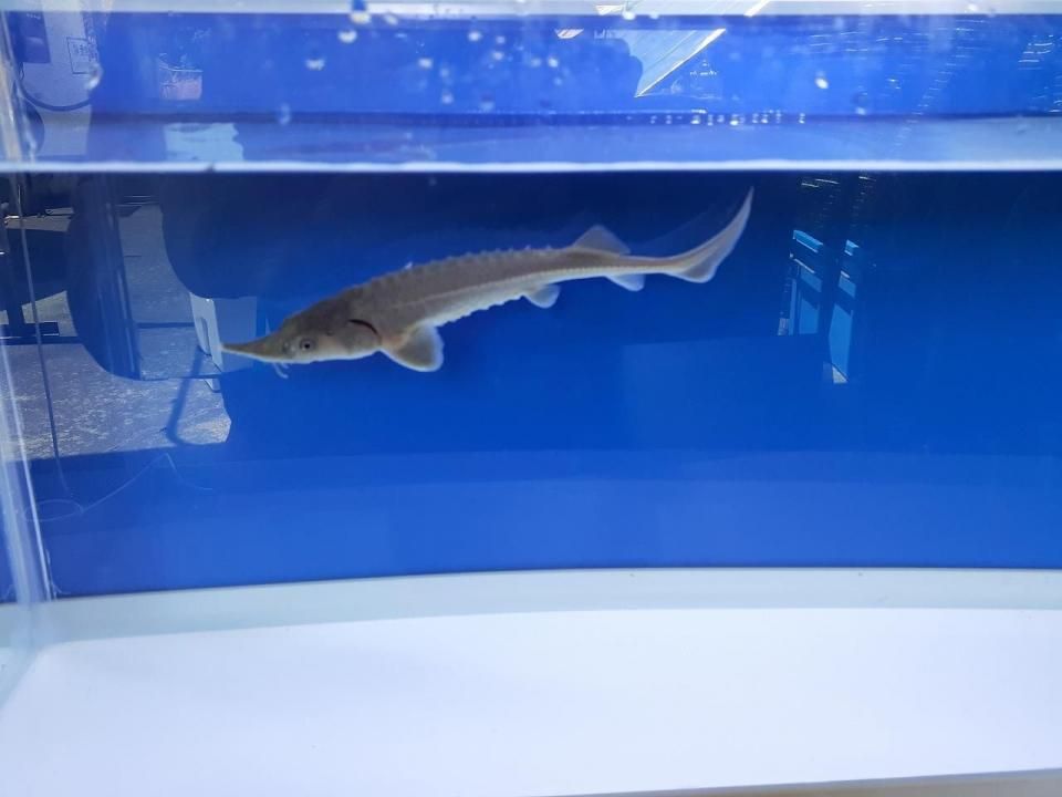  ٥ꥢ祦  12cm2025.01.04ߡ