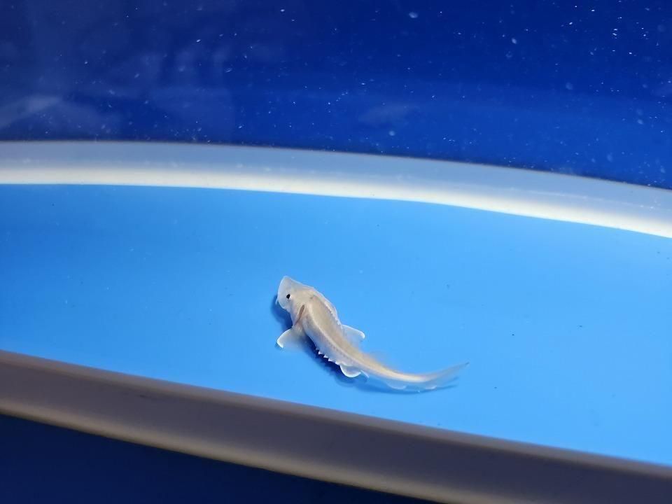  ٥ꥢ祦 6cm2025.11.13ߡ