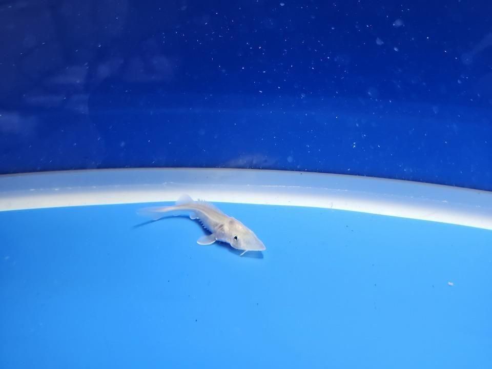  ٥ꥢ祦 6cm2025.11.13ߡ