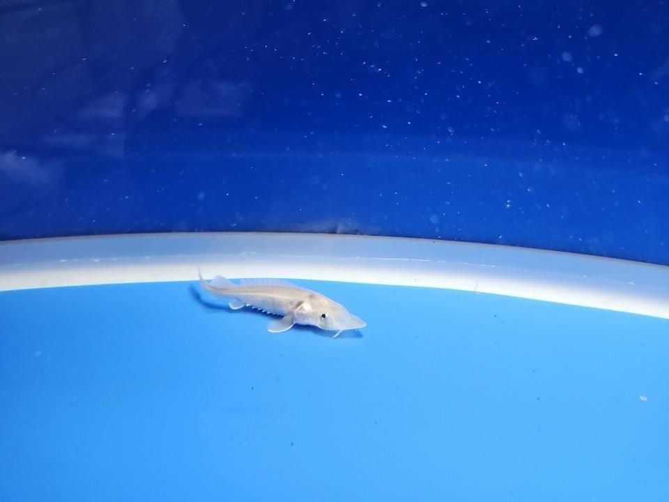  ٥ꥢ祦 6cm2025.11.13ߡ