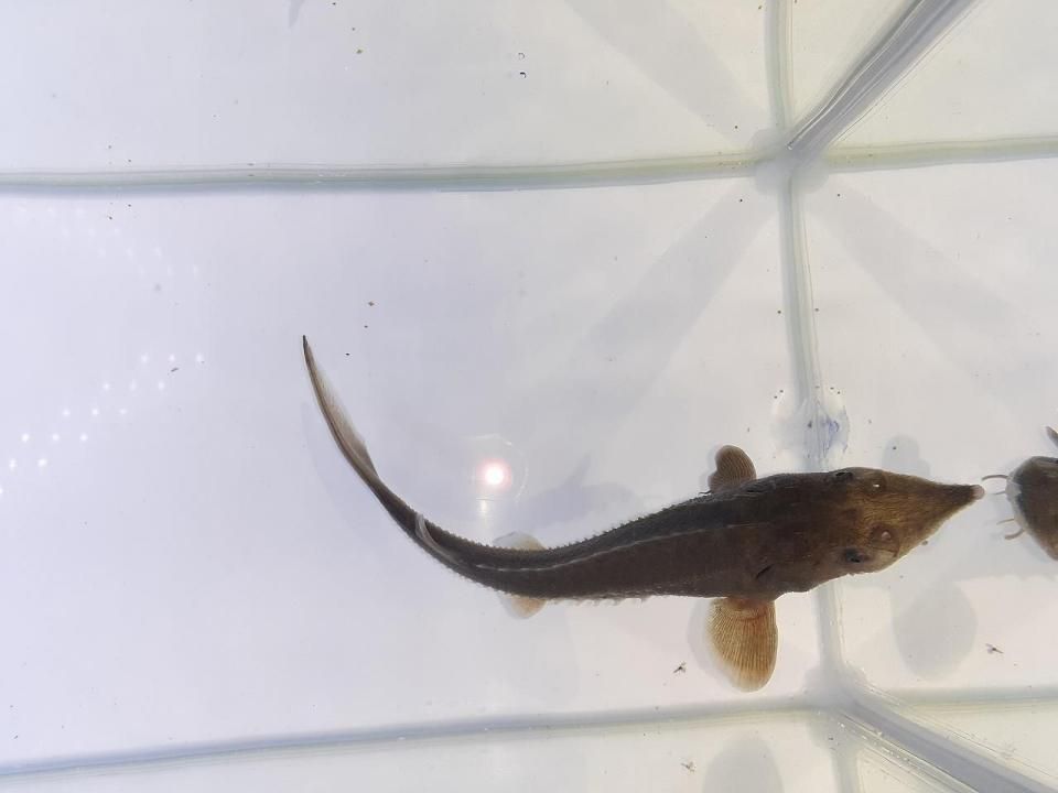  ٥ꥢ祦 17cm2025.05.08ߡ