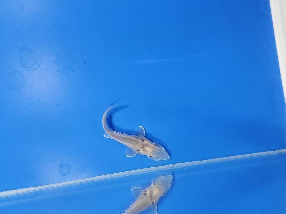  ٥ꥢ祦 6cm2025.11.13ߡ