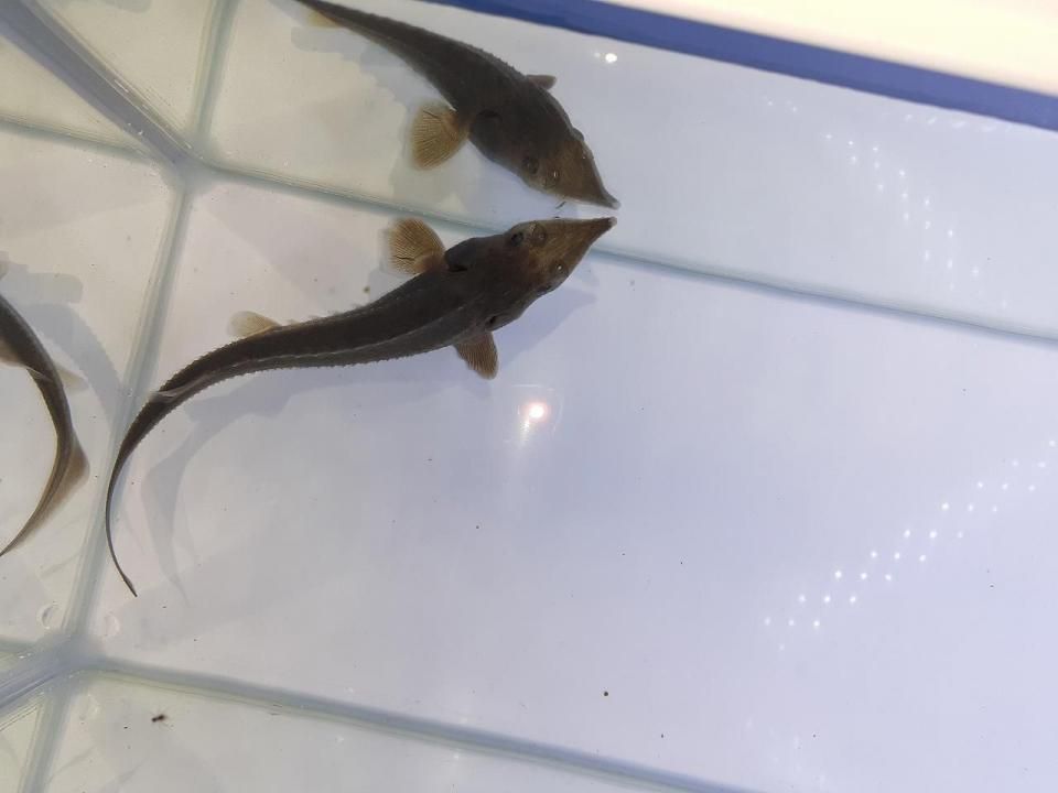  ٥ꥢ祦  12cm2025.01.04ߡ