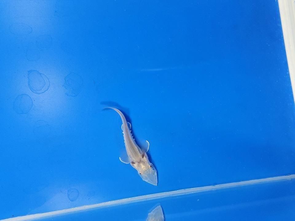  ٥ꥢ祦 6cm2025.11.13ߡ