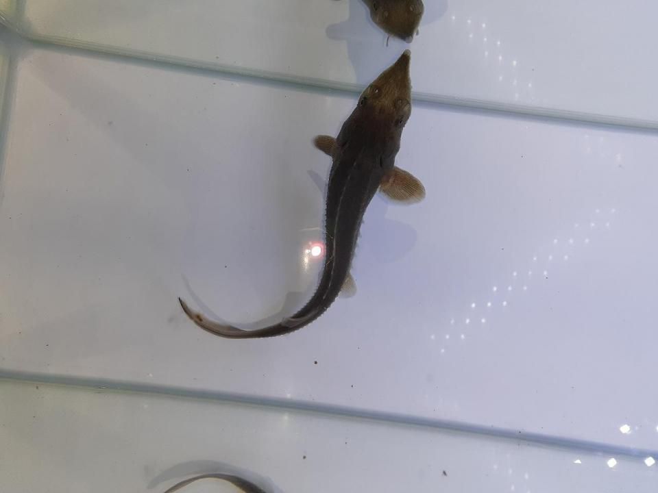  ٥ꥢ祦 17cm2025.05.08ߡ