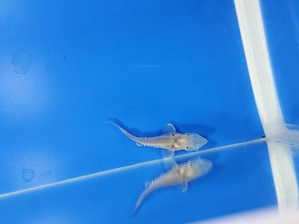  ٥ꥢ祦 6cm2025.11.13ߡ