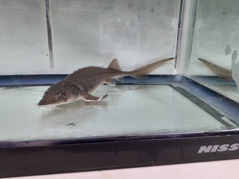 観賞用チョウザメ 観賞魚チョウザメの専門販売 廣島蝶鮫