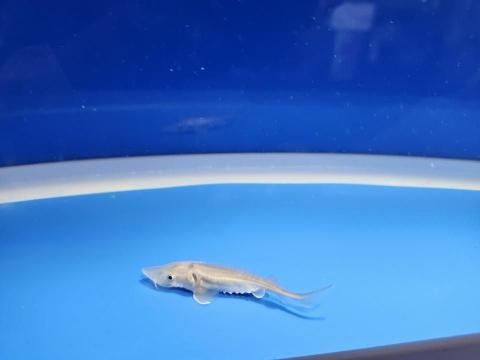  ٥ꥢ祦 7cm2025.11.25ߡ