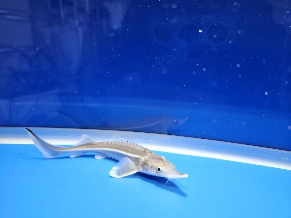 一点もの ベステル 13m(2025.11.21現在)