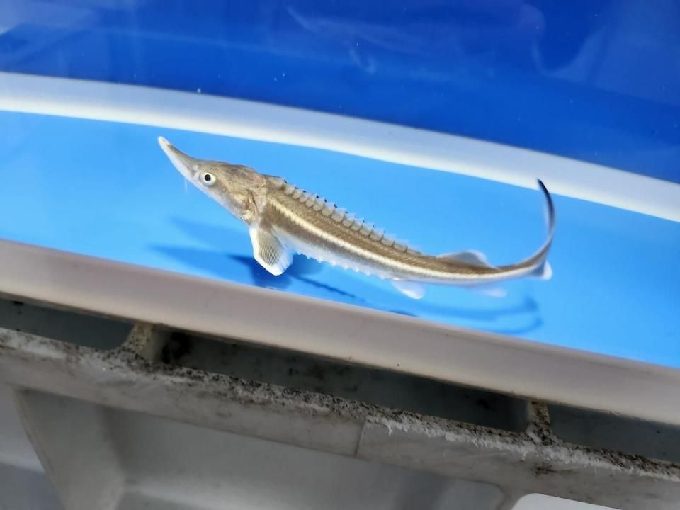 一点もの ベステル 12m(2025.10.27現在)