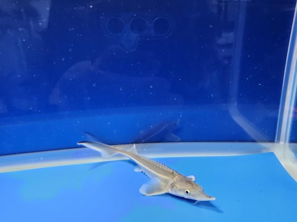 一点もの ベステル 13m(2025.11.21現在)