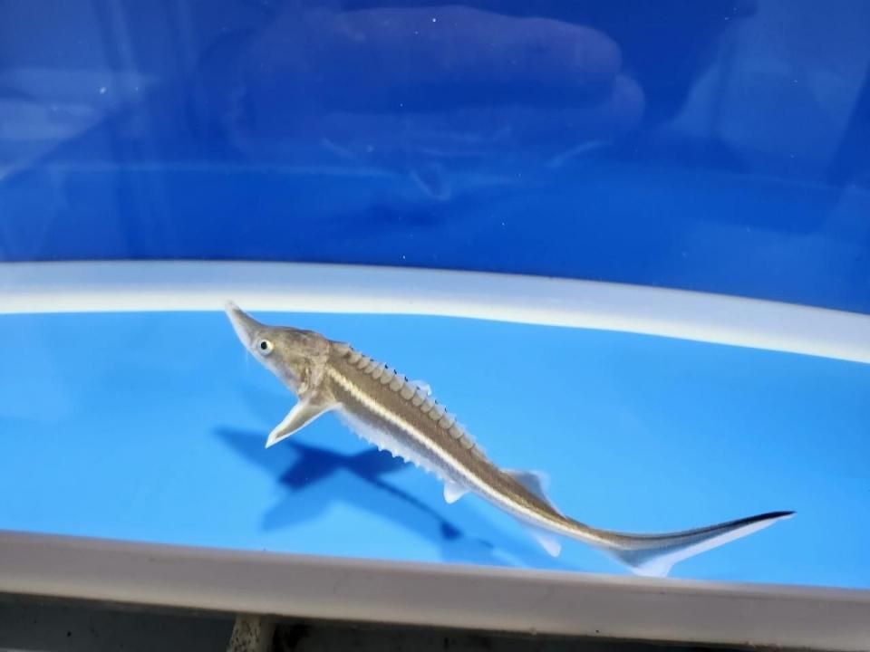 一点もの ベステル 12m(2025.10.27現在)