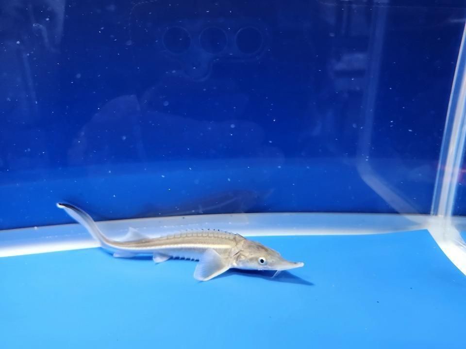 一点もの ベステル 13m(2025.11.21現在)