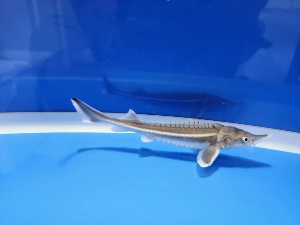 一点もの ベステル 12m(2025.10.27現在)