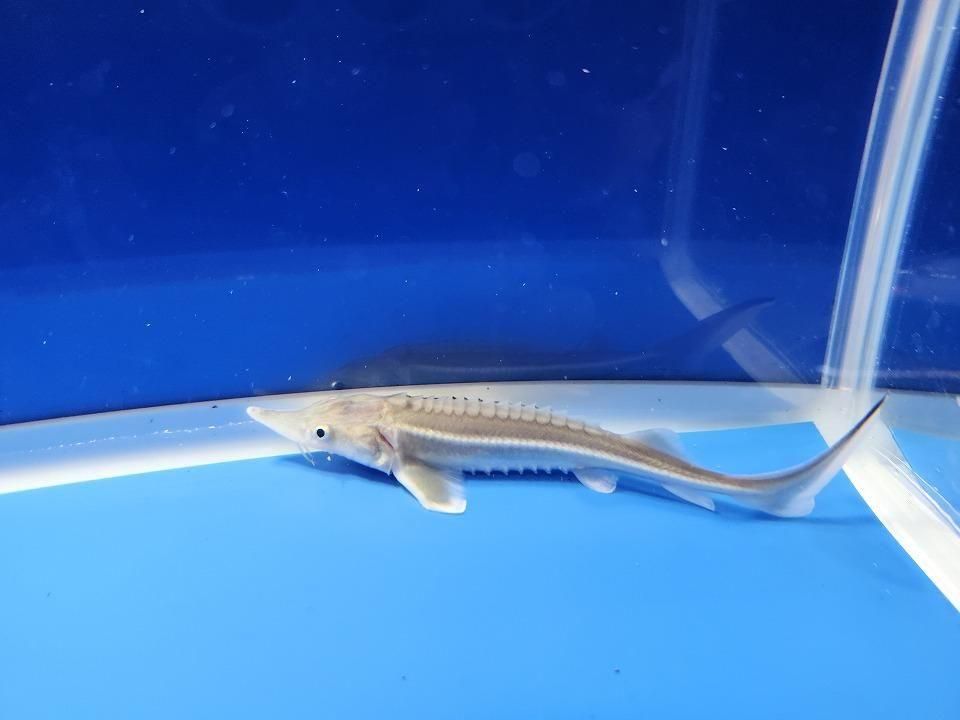 一点もの ベステル 13m(2025.11.21現在)