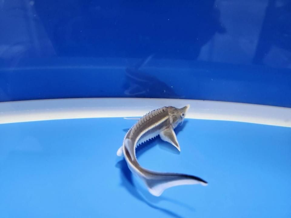 一点もの ベステル 12m(2025.10.27現在)