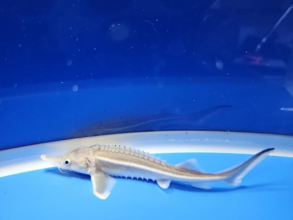 一点もの ベステル 13m(2025.11.21現在)