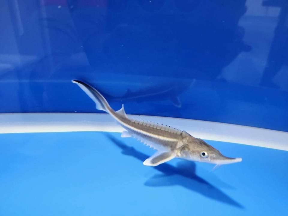 一点もの ベステル 12m(2025.10.27現在)