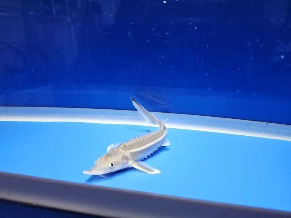 一点もの ベステル 13m(2025.11.21現在)