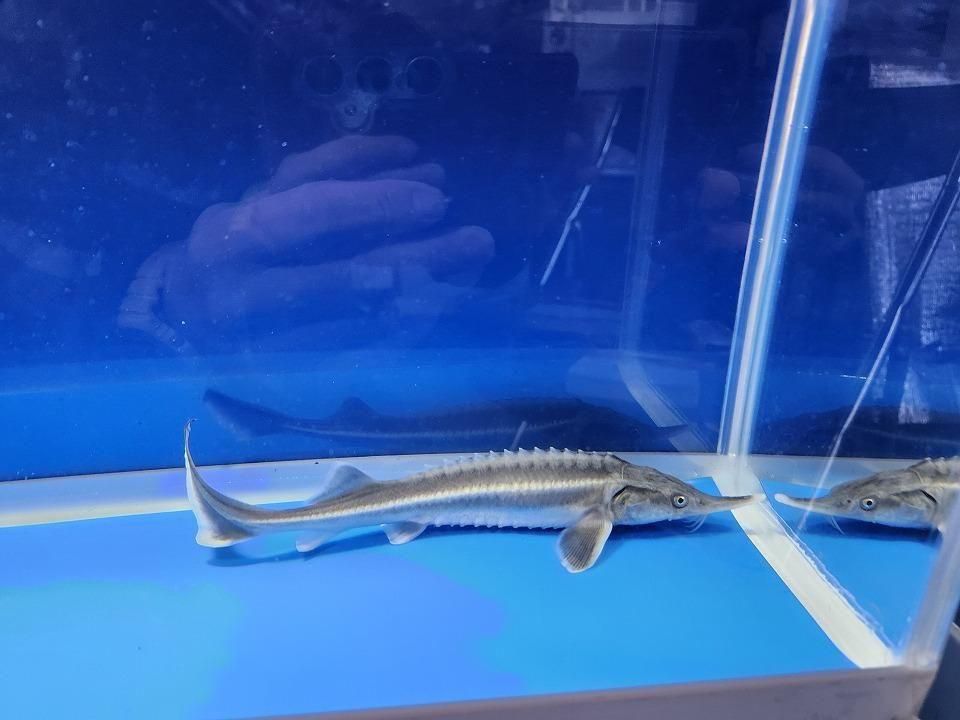 一点もの ベステル 19m(2025.12.14現在)