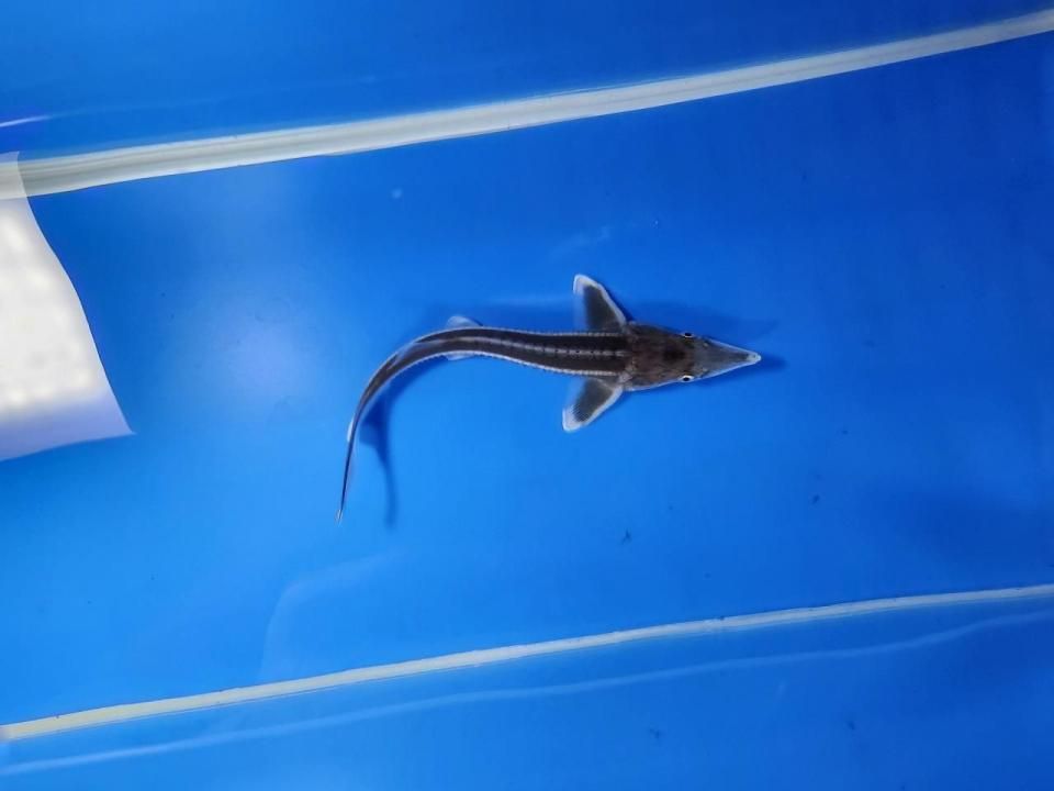 一点もの ベステル 12m(2025.10.27現在)