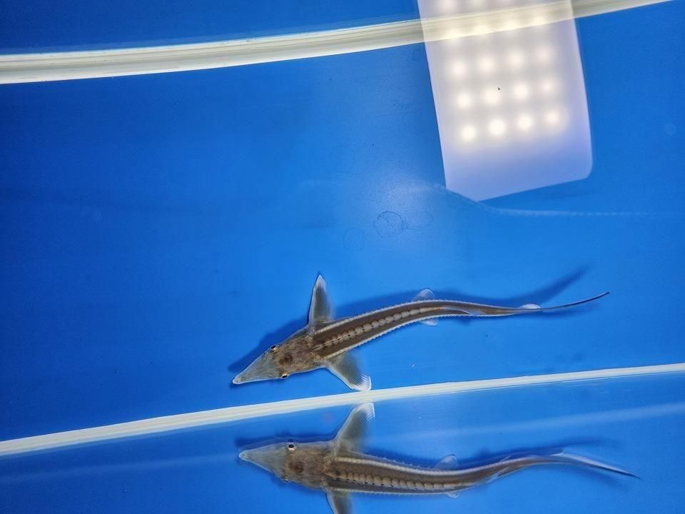 一点もの ベステル 13m(2025.11.21現在)