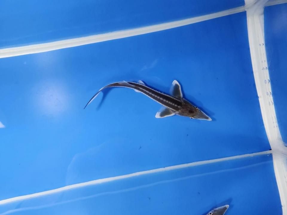 一点もの ベステル 12m(2025.10.27現在)