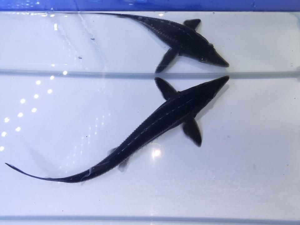 ベステルチョウザメ 約56㎝±直接引き取り限定埼玉県大里郡 - その他