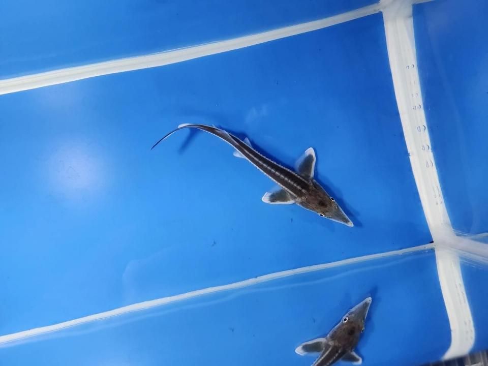 一点もの ベステル 12m(2025.10.27現在)