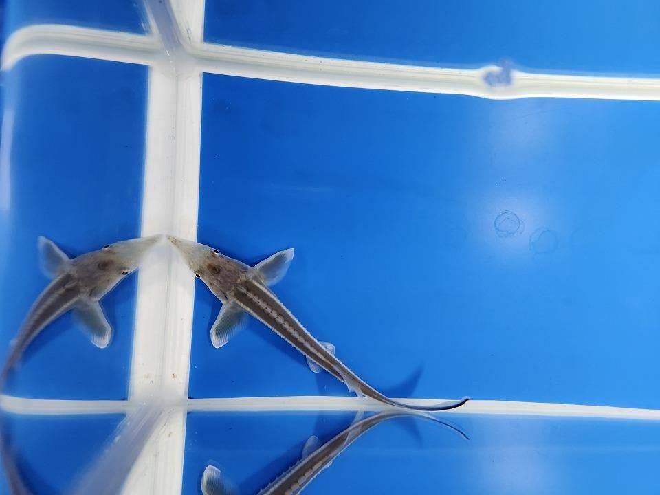 一点もの ベステル 13m(2025.11.21現在)