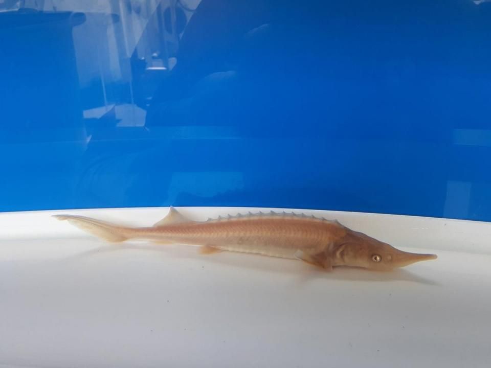   ӥΥ祦 16cm2025.06.01ߡ