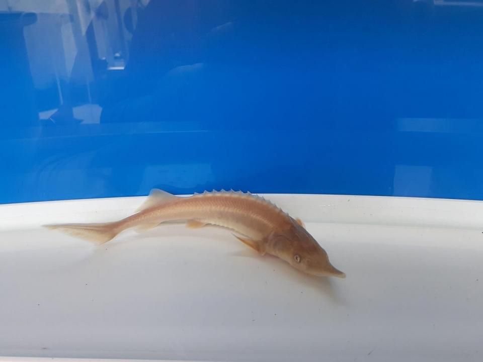   ӥΥ祦 16cm2025.06.01ߡ