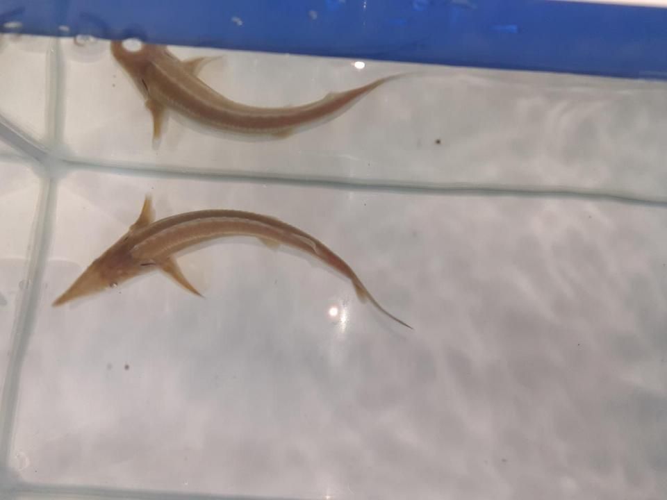   ӥΥ祦 16cm2025.06.01ߡ