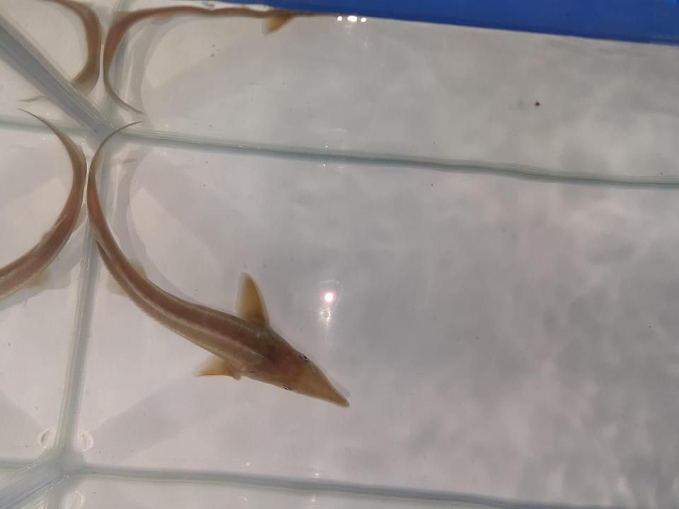   ӥΥ祦 16cm2025.06.01ߡ
