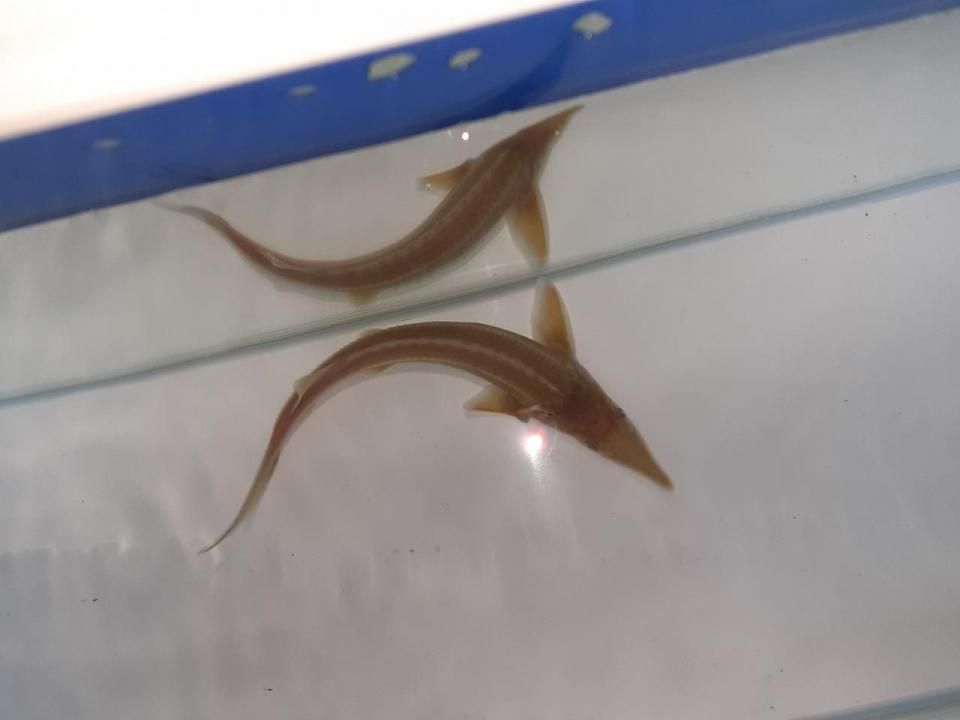   ӥΥ祦 16cm2025.06.01ߡ