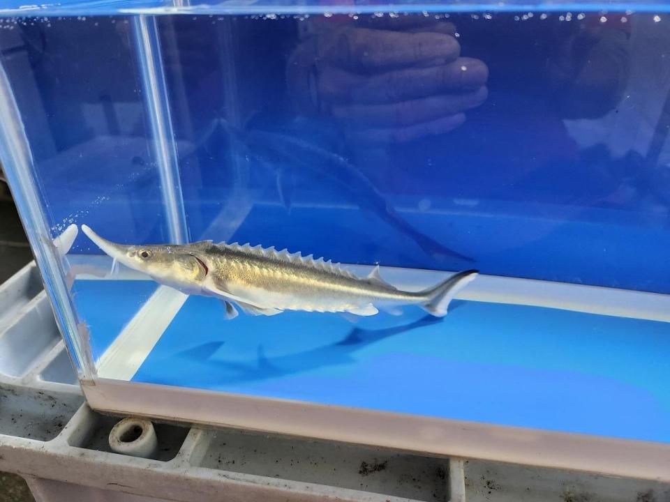 一点もの 訳あり個体 ベステル19cm(2025.10.19現在)