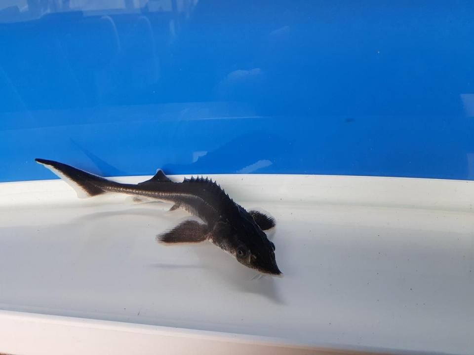  ٥ƥ 16cm2025.05.17ߡ