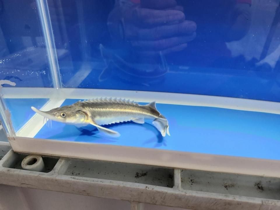 一点もの 訳あり個体 ベステル19cm(2025.10.19現在)