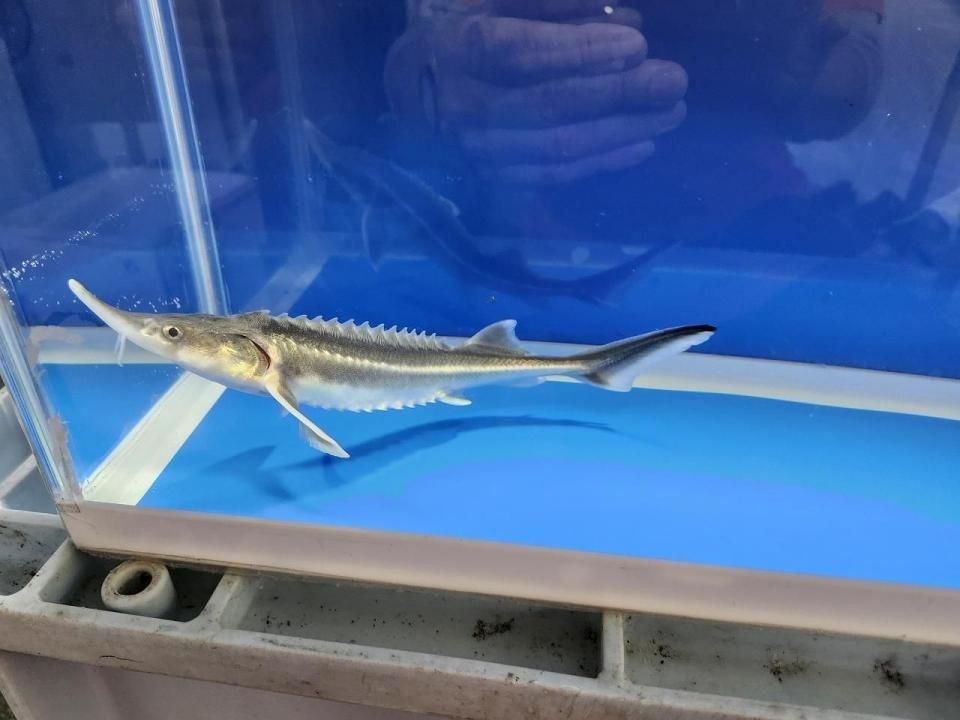 一点もの 訳あり個体 ベステル19cm(2025.10.19現在)