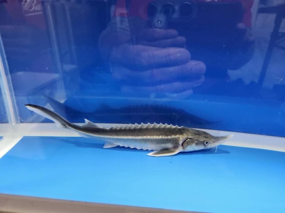 一点もの 訳あり個体 ベステル19cm(2025.10.19現在)