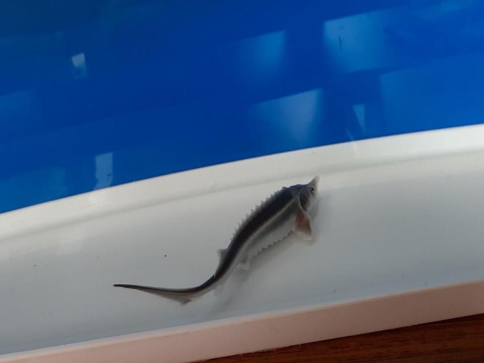  ٥ƥ 9cm2025.06.24ߡ