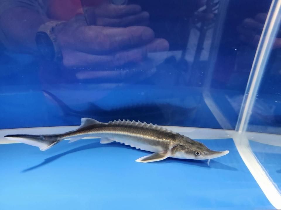 一点もの 訳あり個体 ベステル19cm(2025.10.19現在)