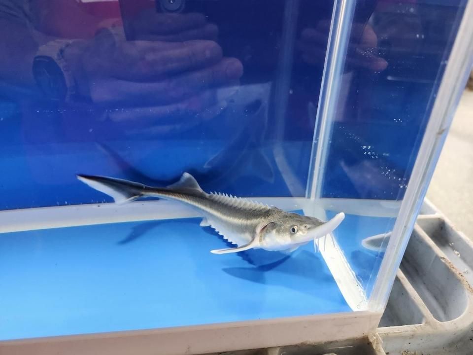 一点もの 訳あり個体 ベステル19cm(2025.10.19現在)