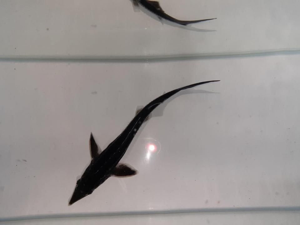  ٥ƥ 16cm2025.05.17ߡ