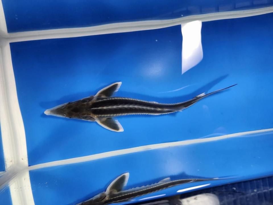 一点もの 訳あり個体 ベステル19cm(2025.10.19現在)