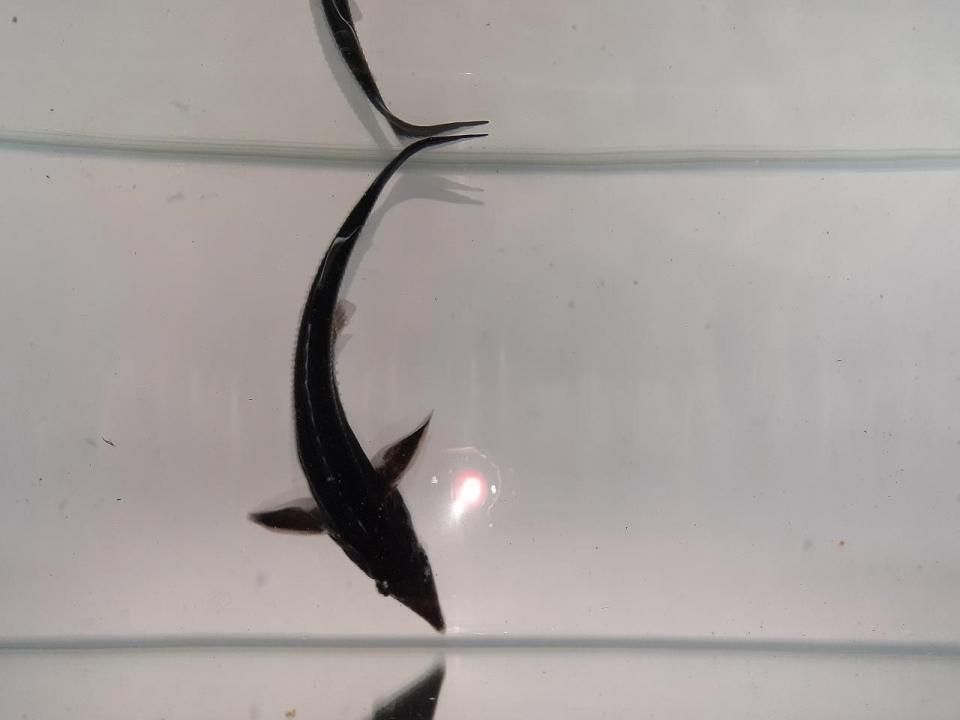  ٥ƥ 16cm2025.05.17ߡ